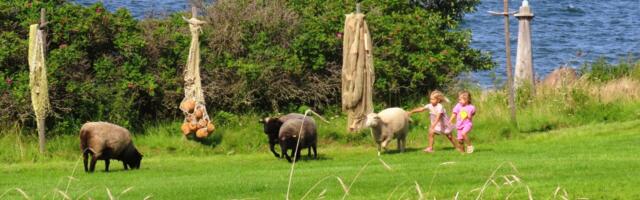 GALERII: suveidüll Viimsi Vabaõhumuuseumis