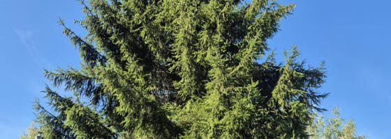 Tartu tänavune jõulukuusk on valitud