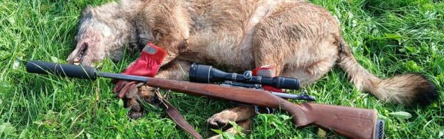 Eesti „huntide pealinn“ – Soomaa ümbrus on külakoertest ja veistest sisuliselt tühjaks söödud