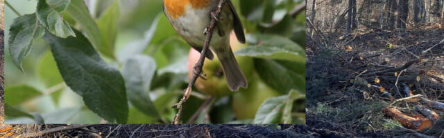 ORNITOLOOGIAÜHING KUTSUB MEELEAVALDUSELE, ET VÕIDELDA EESTI METSADE SÄILIMISE EEST