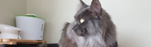 KOGEMUS | Meie kassil oli koroona...