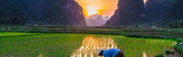 Teadlased: inimeses leiduva geeni lisamine tõstab kartuli või riisi saagikust 50%