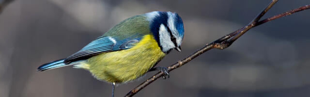 Riigimetsas algas täna pesitsusrahu