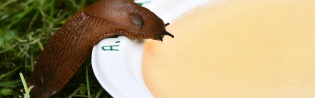 Hebo Rahman: Kristen Michal, mis on sinu plaan tigudega võitlemiseks?