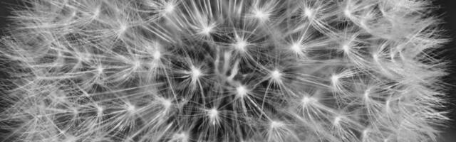 Haapsalu fotoklubi avab mustvalge näituse