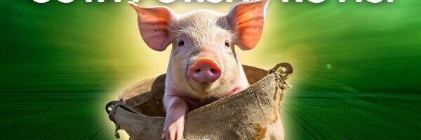 Põllumajanduse Äriplaan 2026: “Osta põrsas kotis” soodushind kehtib vaid pühapäevani!