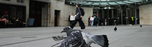 Ka BBC araabiakeelne teenus jäi Suurbritannias tule alla