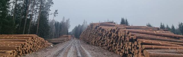 LUGEJA KÜSIB | Mida teha, kui tuttav ilma loata minu metsa maha raius?