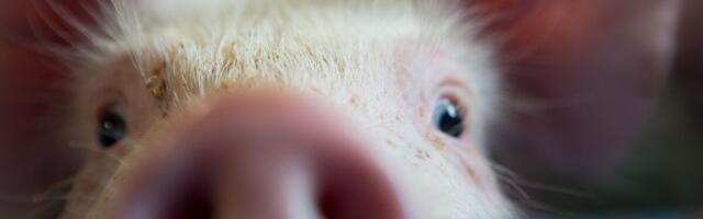 PRIAst saab taotleda toetust investeeringuteks, mis aitavad ennetada SAKi