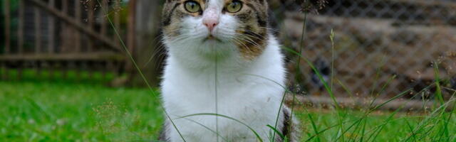 Kodukassid jõudsid Euroopasse arvatust märksa hiljem