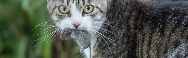 Sajad Ida-Viru kassid ja koerad said vaktsiinisüsti