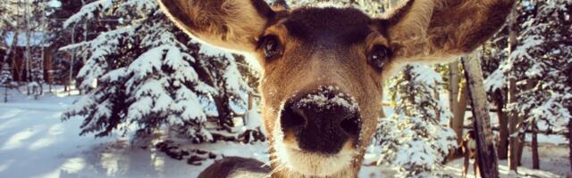 Valgamaal Sangastes kuulutati välja jahirahu