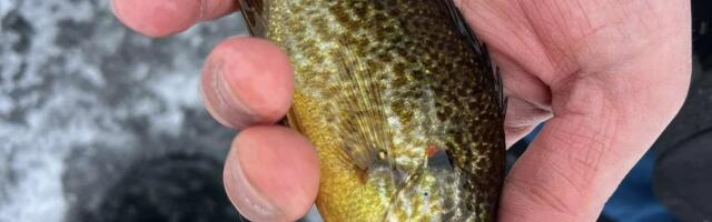 Eesti parimad kalastajad hingavad maailma tippkalasportlastele kuklasse