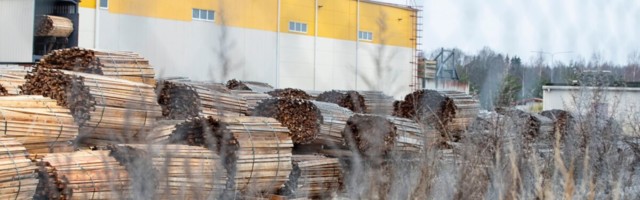 15% hüpanud tootjahindu vedas eest puidutööstus