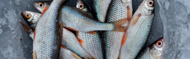 Uuel aastal tohib püüda rohkem räime, koha ja ahvenat