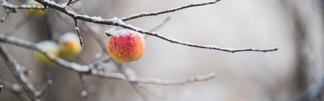ILMATEADE | Lähiajal talvist külmust kartma ei pea