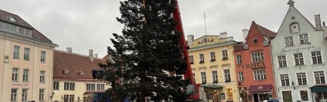 Tallinna Raekoja platsil tehakse ettevalmistusi jõuluturu avamiseks