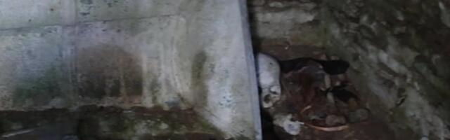 „Hauakambrist pole midagi leida!“ Kes on Varbla kirikuaias vedeleva auguga pealuu salapärane omanik?