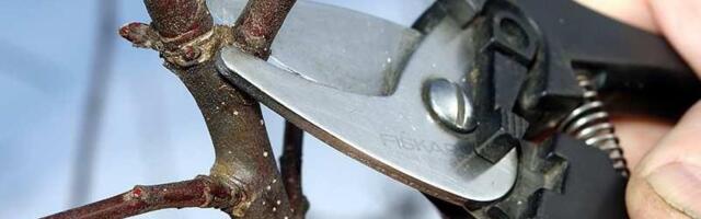 TEGUTSE NÜÜD | Märtsi lõpp aias: need tööd toovad suvise saagi