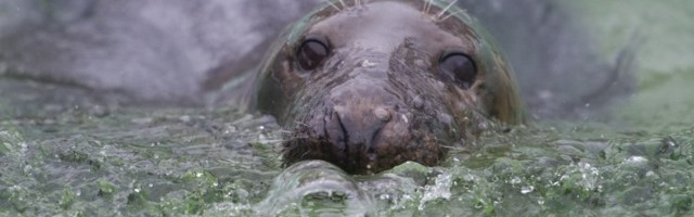 Tallinna loomaaed on valmis loomi testima