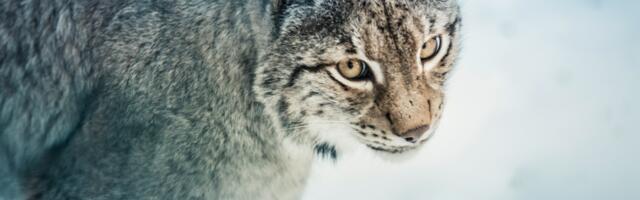 Valgamaal Riidaja jahipiirkonnas jäädvustas rajakaamera koguni viis ilvest