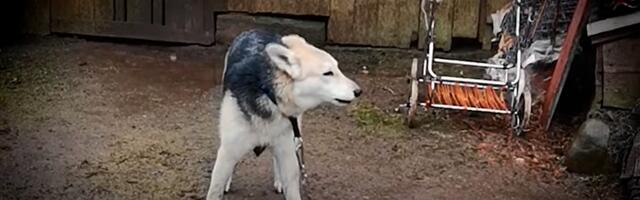 Igal aastal päästavad loomakaitsjad Eestis sadu ketikoeri, koerte ketis pidamine tuleks seadusega keelustada