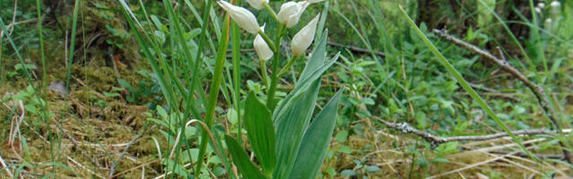 LOODUS | Tolmpeade maa Sarve