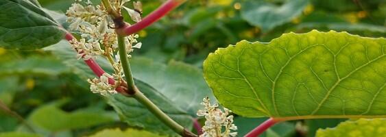 Agressiivne pargitatar ohustab ka Viimsi poolsaart