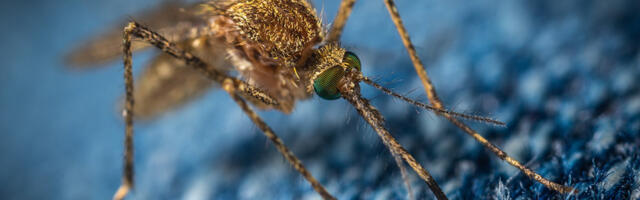 Lätis on sääseuputus