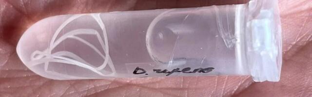 Eestis kinnitati sääskede kaudu leviva parasiidi haigusjuhtumid inimestel