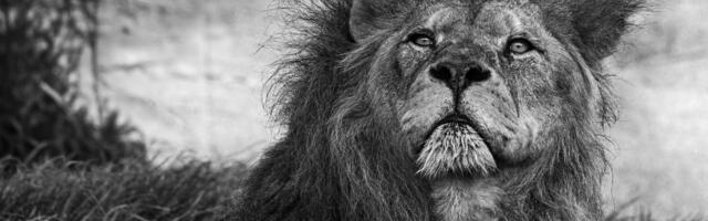 Need viis tähemärki räägivad alati tõtt – isegi siis, kui see peaks haiget tegema