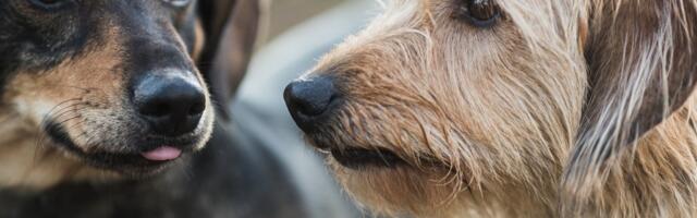 Saksamaal tuvastati koeral marutaud: Põllumajandus- ja Toiduamet tuletab meelde vaktsineerimise olulisust