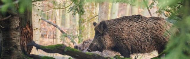 Ühispöördumine: suvist metsseajahti tuleb suurendada