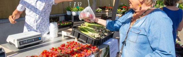 Esimesed Eesti maasikad saab turult kätte 12-eurose kilohinnaga