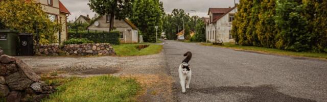 Miks jäetakse kassid kiibistamata? Minister: kassiomanikud ei täida kohustust!