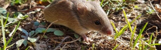 Euroopa Komisjoni plaan paneks inimesed rotte ja hiiri eristama