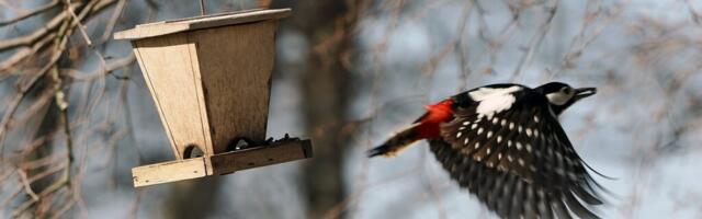 Eero Hammer NÄDALA FOTO