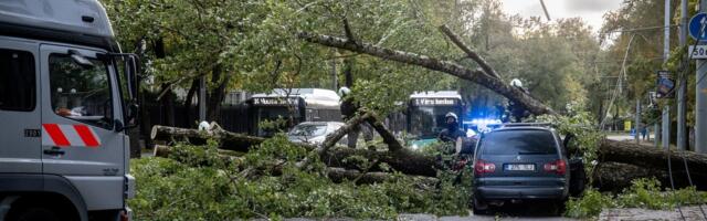 Arborist: Haapsalu peatänava raie oli täiesti õige! Tormimurd linnades on inimeste tegemata töö