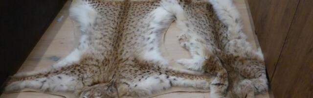 Pärnumaa jahimeeste juht keskkonnaameti uurimisest_ mõistame salaküttimise üheselt hukka, ent süüdi mõistma ei kiirusta