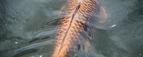 Kalade kudemistingimuste parendamise toetuse taotlusvoor kogusummas kuus miljonit eurot on avatud