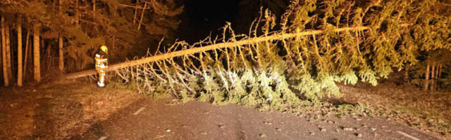 TORMIKAHJUD | Johannes langetas puid ja lennutas katuseid