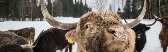 Eksperdid on segaduses: Soomes on Euroopa odavaim veiseliha