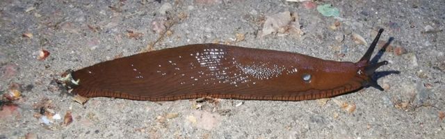 Ablas lusitaania teetigu sööb aiad lagedaks
