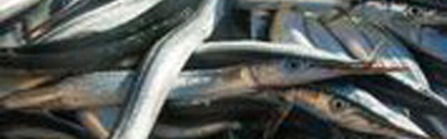 Esimesed tuulekalad on merest välja püütud ja ostuhuvi on suur