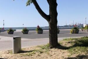 Juurdunud asfalt ja ratastel taimed