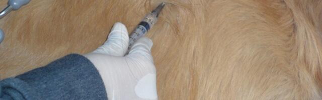 Ravimiamet: loomadele mõeldud ivermektiini süstelahust ei tohi inimeste raviks kasutada