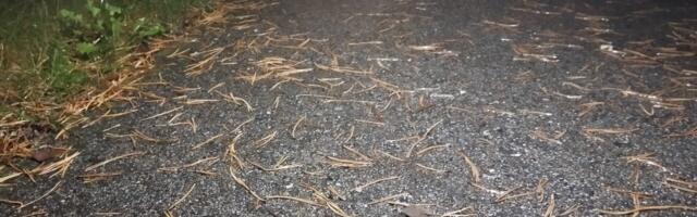 Kevadine konnaränne on alanud