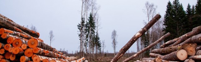 Metsandusuudiseid | Palgi hind läheb endiselt üles, küttepuit rekordiliselt odav