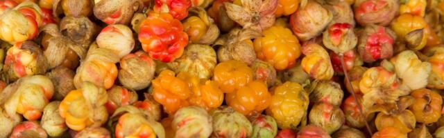 Soomlased otsivad murakaid tikutulega taga, Eestis on neid küllaga