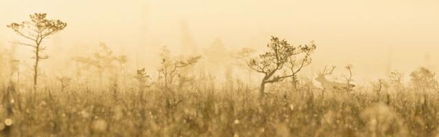 Tarmo Soomere ja Veiko Uri: nõiduslikus metsas lihtne mehaanika ei aita